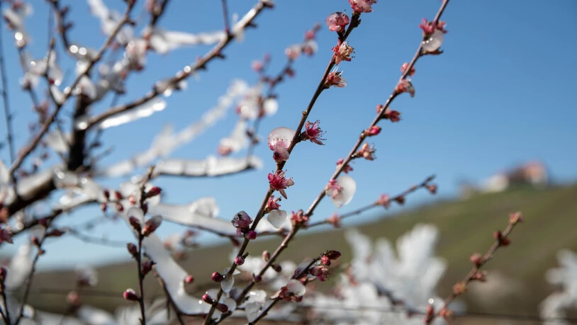 Im Gegensatz zur Schweiz konnten in Bayern die Aprikosen- und Pfirsichbäume mit einer mit einem Eispanzer vor Nachtfrost geschützt werden. Solange die Eisschicht nach aussen wächst, greift der Frost die Blüten innen nicht an. (Archivbild)