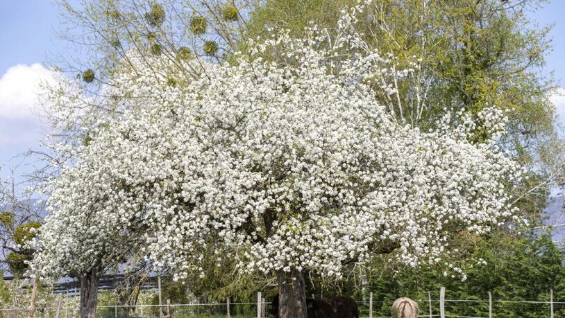 Esel unter blühendem Obstbaum. Am 25. April ist Welttag des Baums. (KEYSTONE/Salvatore Di Nolfi)