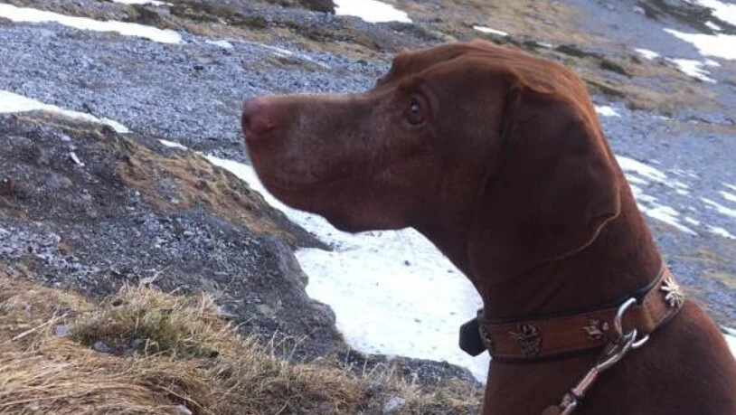 Auf Abwegen gekommen bei der Jagd: Hund in den Urner Bergen gerettet.