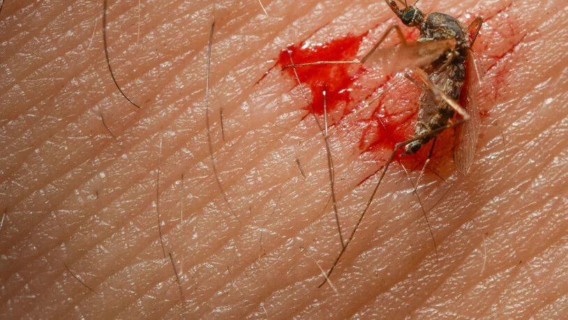 Stechmücken können laut Wissenschaftsexperten keine Coronaviren übertragen. (Archivbild)