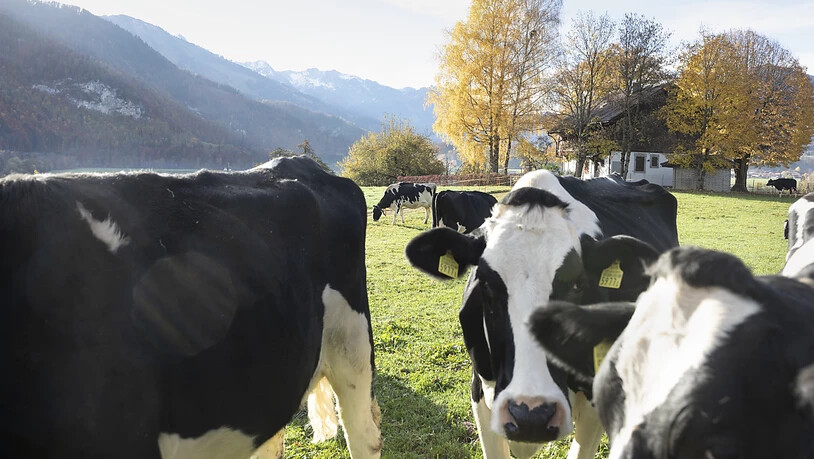 Immer weniger Milchkühe weiden in der Schweiz auf Matten. Innert zwanzig Jahren sind die Milchkuhbestände fast um ein Fünftel gesunken. (Archiv)