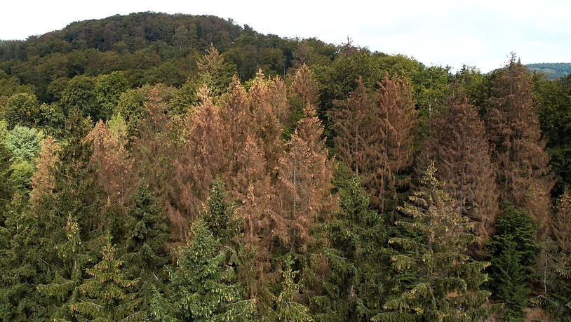 Vom Borkenkäfer befallene und abgestorbene, braune Nadelbäume in Deutschland: Der Hitzesommer 2018 hat den Wäldern in Mitteleuropa massiv zugesetzt.