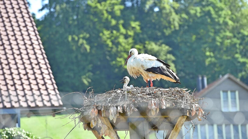 Sie habens wohl geschafft: Die Uzner Jungstörche kommen dieses Jahr früher zur Welt als in anderen Jahren.