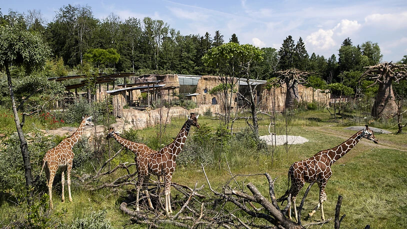 Safari-Gefühl am Zürichberg: Der Zoo eröffnet am Samstag seine Lewa-Savanne. Sie kostete stolze 56 Millionen Franken.
