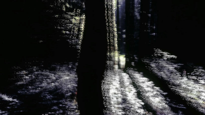 Der Seele des Waldes auf der Spur: Tres Camenzind zeigt in Braunwald Werke aus der Serie «Und grün wie der Himmel». 