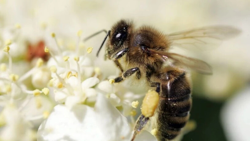 Eine Stadtbiene ist keine junge Frau im Ausgang, sondern eine Wildbiene, der es in der Stadt gefällt. Jede vierte Schweizer Wildbienenart mag Zürich. Hier eine Zürcher Stadtbiene, die bereits reiche Ernte gemacht hat, wie man an ihrem pludrigen…