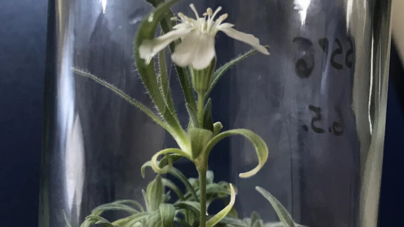 Da hatte jemand einen sehr, sehr grünen Daumen:  Forscher der Universität für Bodenkultur Wien haben eine 32'000 Jahre alte Pflanze wieder zum Blühen gebracht. Das Erbgut der zu den Nelkengewächsen zählenden Art "Silene stenophylla" hat Jahrtausende im…