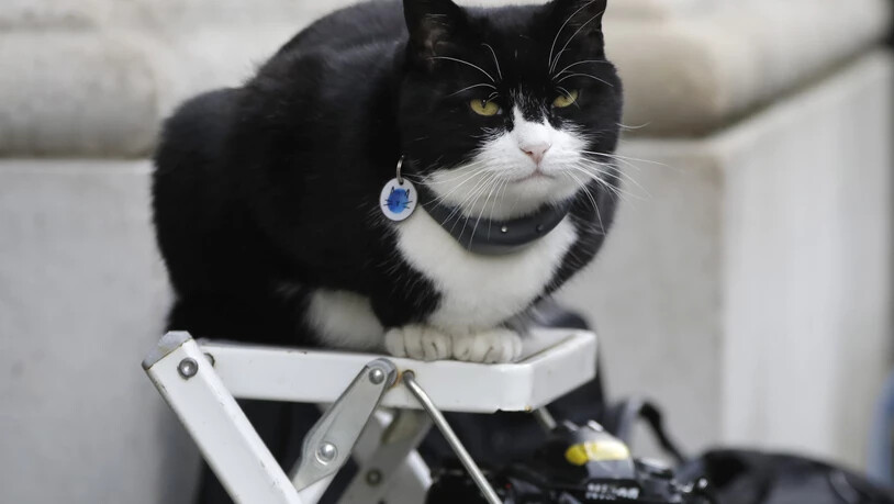 ARCHIV - Palmerston, die Katze des Außenministeriums, sitzt auf einer Fotografenleiter. Palmerston geht nach nur vier Jahren in den Ruhestand. Foto: Kirsty Wigglesworth/AP/dpa