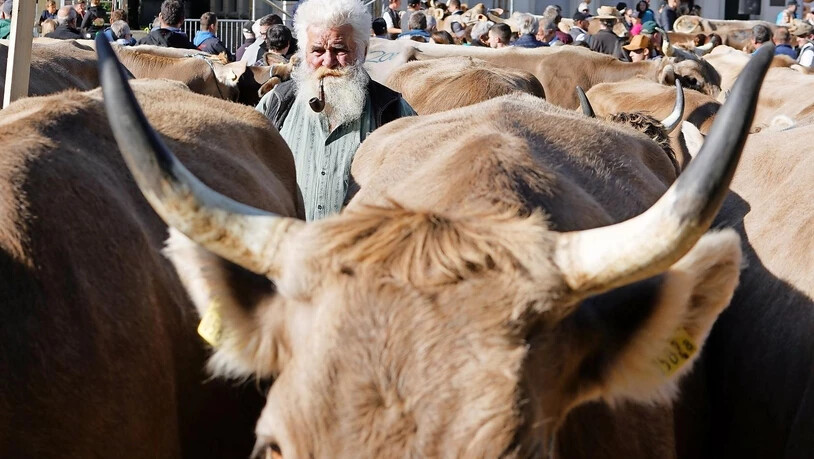 Abgesagt: Dieses Bild der letzten Viehschau sorgt zumindest für Vorfreude auf kommende Veranstaltungen.