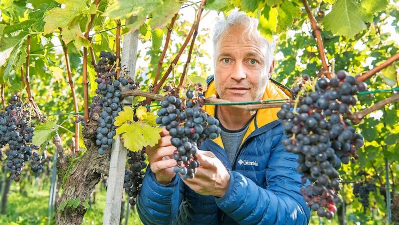 Die Spätsorten sind noch nicht unter Dach: Walter Fromm, seit Juli Rebbaukommissär, im Weinberg Schöpfi in Malans.