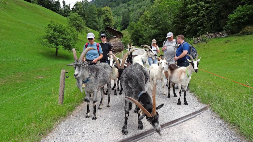 Sozialer Austausch: Ein Ausflug mit Ziegen fördert auch den Kontakt unter den Menschen. Bild Werner Bleisch/Packziegen.ch