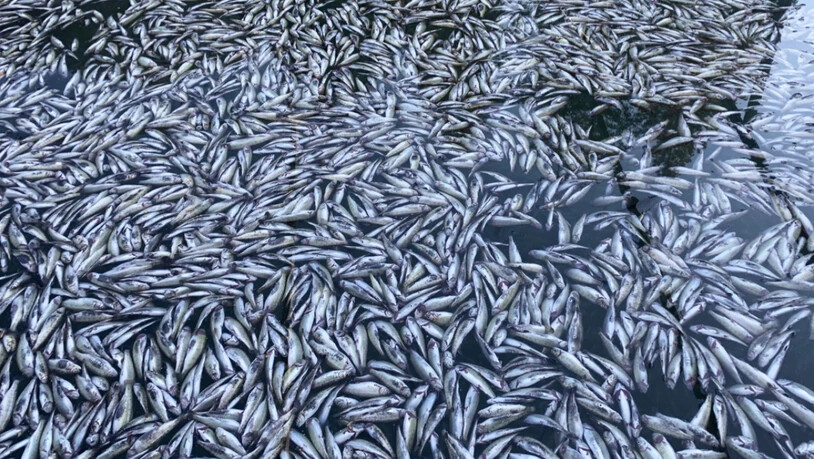 Tote Forellen in der Fischzucht der Blausee AG. (Archivbild)