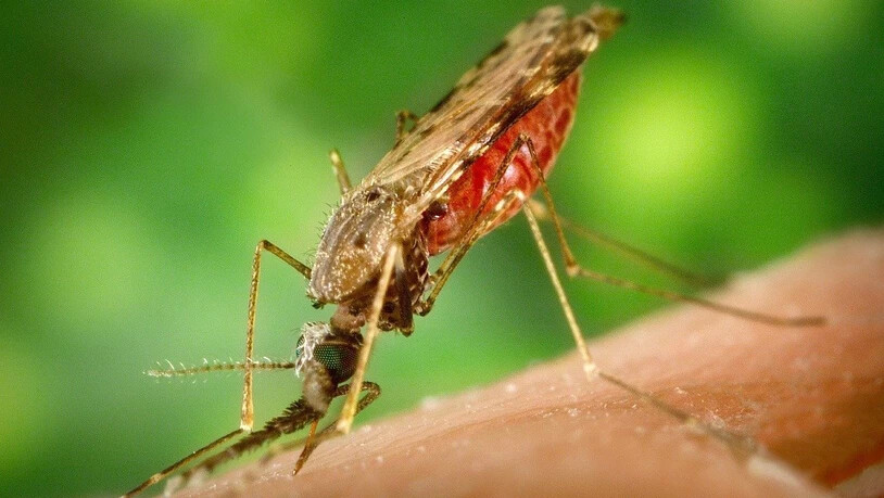 Die Reihenfolge, in der Mücken ein mit Malaria infiziertes Tier stechen, spielt für die Ausbreitung der Krankheit laut einer neuen Studie eine wichtige Rolle.