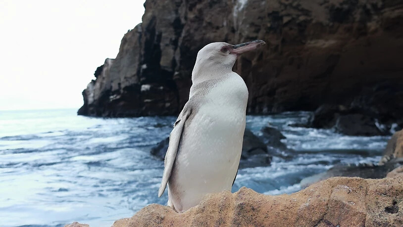 HANDOUT - Ein weißer Pinguin steht in Punta Vicente Roca, nördlich der Insel Isabela. Ein Touristenführer erspähte das seltene Tier auf Isabela, der größten Insel des Archipels. (zu dpa «Seltener komplett weißer Pinguin auf Galapagos-Inseln entdeckt» vom…