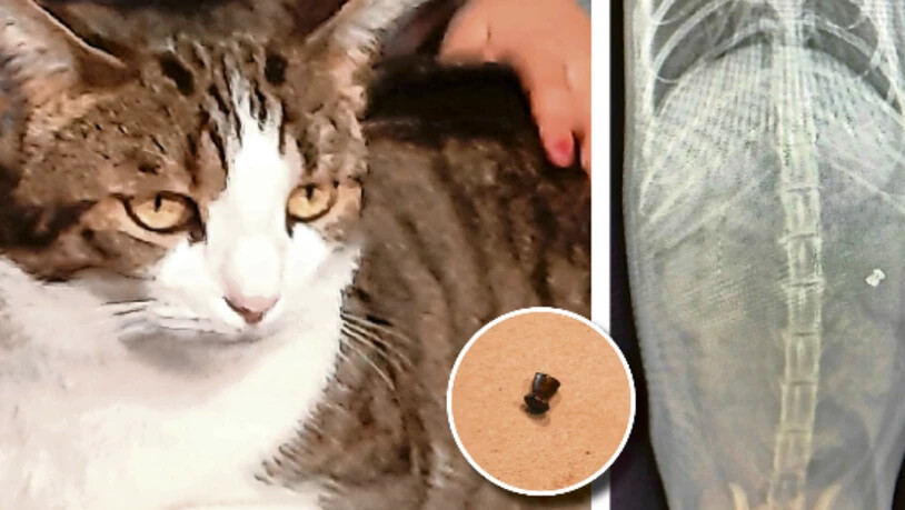 Kater, Kugel, Kollaps: Gismo schwebt durch einen Killer-Schuss immer noch in Lebensgefahr.