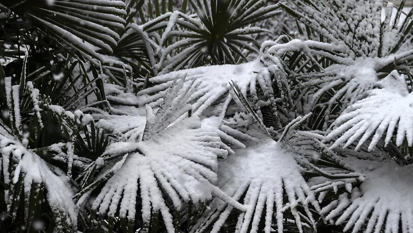 Leicht verfroren im ersten Schnee: Palmen in Basel.