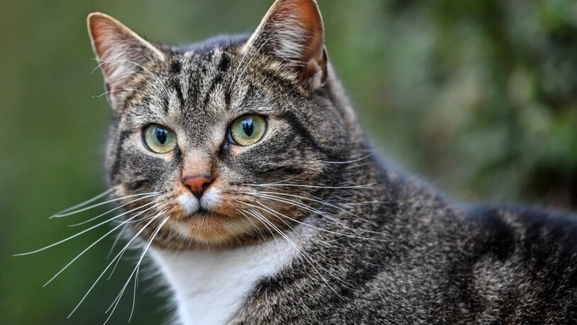 Infizierte Katzen zeigen keine oder wenn, dann meist milde Krankheitssymptome. (Archivbild)