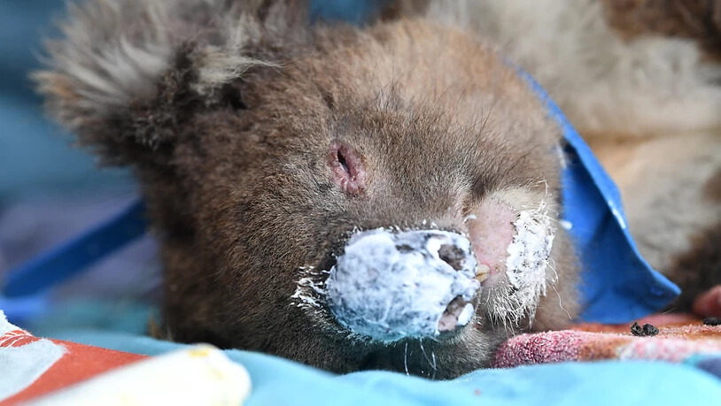 Tierärzte und Tausende freiwillige Helfer haben nach den Waldbränden Koalas gerettet und versorgt. EPA/DAVID MARIUZ AUSTRALIA AND NEW ZEALAND OUT