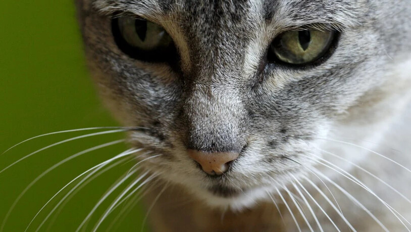 Mit Toxoplasmen infizierte Katzen scheiden infektiöse Oozysten in die Umwelt aus. Zürcher Forschende entwickelten nun ein Lebendvakzin gegen den mikroskopisch kleinen Erreger.(Archivbild)