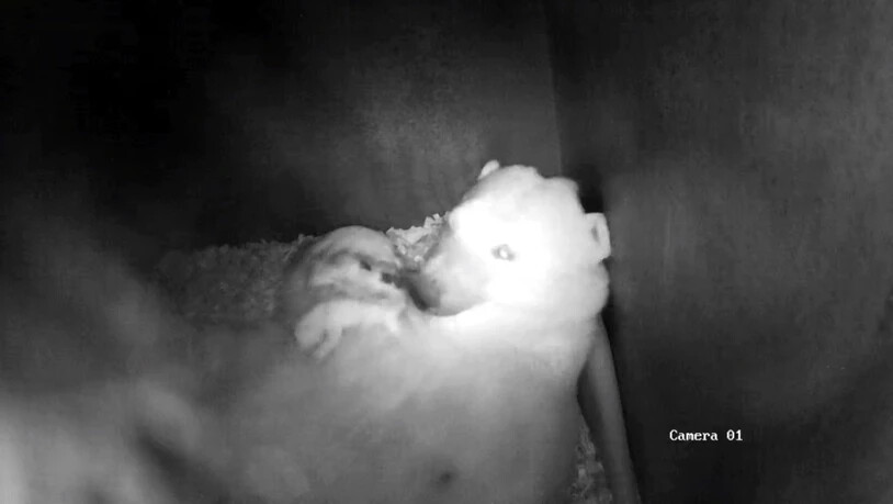 HANDOUT - Eine Überwachungskamera zeigt die Eisbärenmutter Sesi und ihren Nachwuchs in ihrem Gehege in Mülhausen (bestmögliche Qualität). Foto: --/Zoo de Mulhouse/dpa - ACHTUNG: Nur zur redaktionellen Verwendung im Zusammenhang mit der aktuellen…