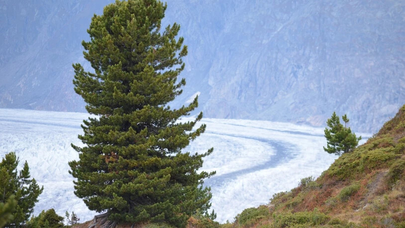 Eine Arve oberhalb des Aletschgletschers: Eine Studie zeigt, dass der Nadelbaum in hohen Lagen genetisch gut für künftige Klimaverhältnisse gerüstet ist. In tiefen Lagen zeigt sich jedoch ein anderes Bild.
