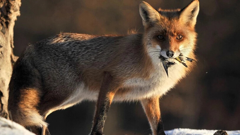 Ein krankes Kalb ist in Furna von einem Fuchs angefressen worden. Hierbei handelt es sich um ein Symbolbild eines Fuchses.