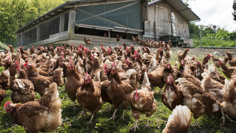 Hühner, namentlich Legehennen, sind die einzigen Nutztiere, deren Bestand in der Schweiz letztes Jahr zugenommen hat. (Symbolbild)