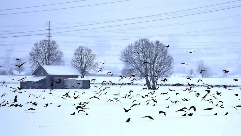 Äusserst intelligente Vögel: Krähen sind sehr anpassungsfähig und in der Lage, viel zu lernen. Das geht so weit, dass sie sich sogar Personen, welche auf sie schiessen, merken können. 