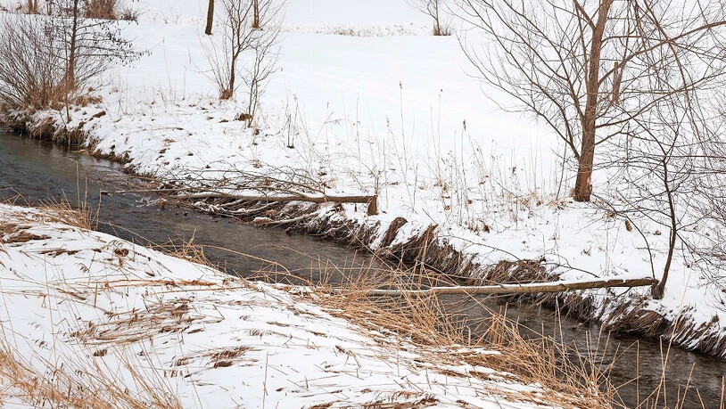 Das Werk des tierischen «Holzers»: Entlang des Escherkanals sind etliche vom Biber gefällte sowie angenagte Bäume zu sehen.