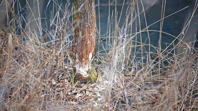 Das Werk des tierischen «Holzers»: Entlang des Escherkanals sind etliche vom Biber gefällte sowie angenagte Bäume zu sehen.