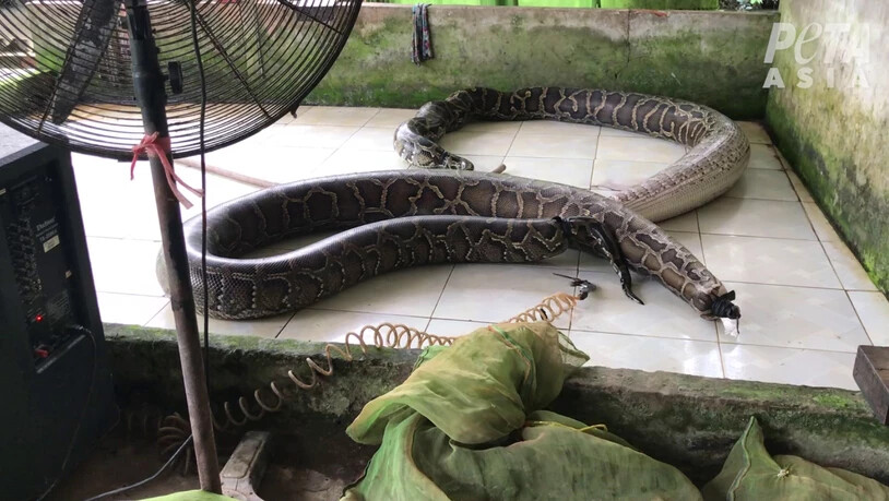 HANDOUT - Das von der Tierschutzorganisation Peta zur Verfügung gestellte Foto zeigt aufgeblasene Schlangen auf einer Reptilienfarm (undatierte Aufnahme). Foto: -/Peta/dpa - ACHTUNG: Nur zur redaktionellen Verwendung im Zusammenhang mit der…