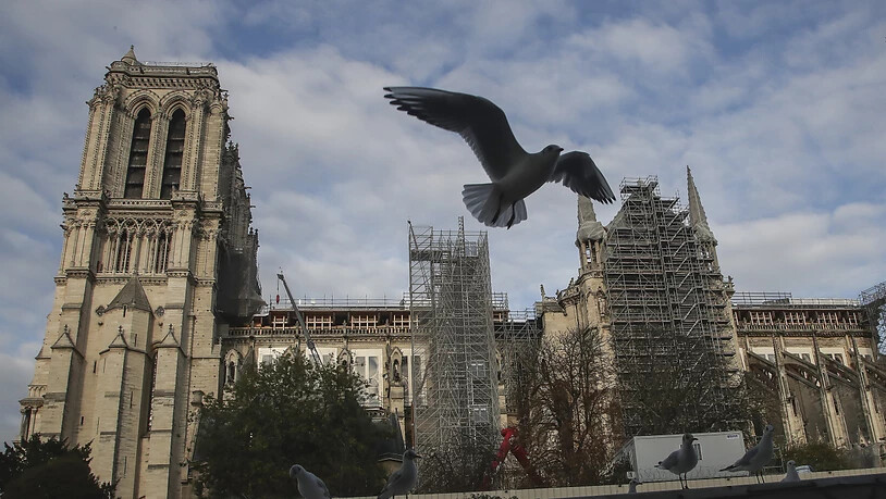 ARCHIV - Eine Möwe fliegt an der Kathedrale Notre-Dame vorbei. Foto: Michel Euler/AP/dpa