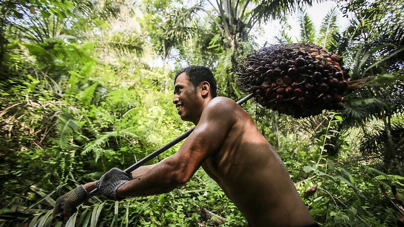 Die Stimmberechtigten in der Schweiz sagen Ja zum Freihandelsabkommen mit Indonesien. Dieses bringt Zollerleichterungen für Palmöl, allerdings lediglich für Kontingente. Im Bild ein Erntearbeiter mit Ölpalmen-Früchten. (Archivbild)