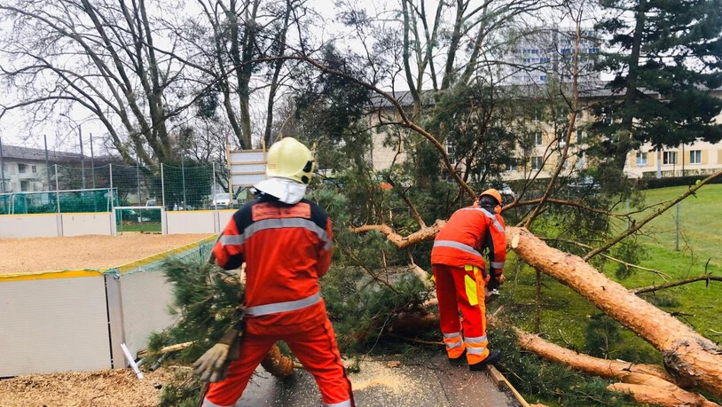 Einer der Bäume, der dem Sturm "Luis" in der Stadt Zürich nicht standhielt.