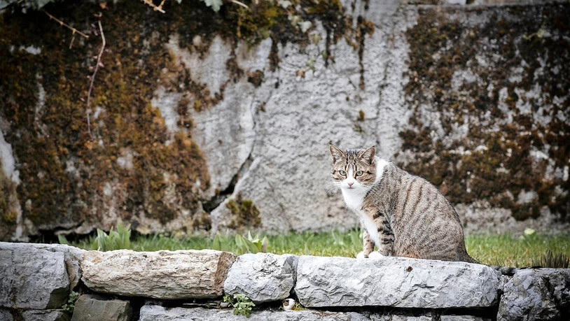 Wieder zu Hause: Katzenmami Luna darf wieder durch ihr Quartier in Glarus streifen – (noch) nicht ihre fünf Büsi.