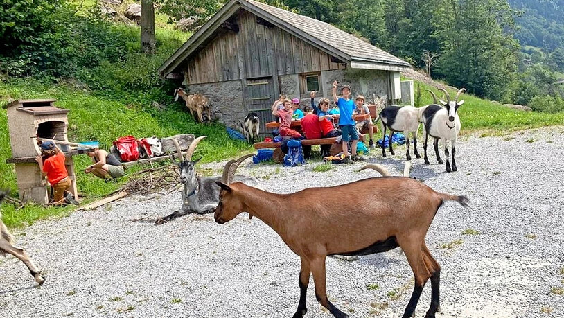 Gefördertes Jugendprojekt: Kinder und Jugendliche sind während eines Aufenthalts im Jurtencamp mit Geissen unterwegs.