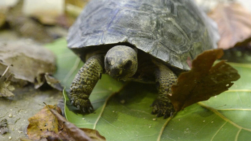 Die Polizei hat einen Schmuggel von Riesenschildkröten auf den Galapagos-Inseln unterbunden. (Archivbild)