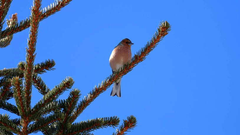 Die Weibchen des Buchfinken bevorzugen im Winter den milderen Süden.  Zurück bleiben «ledige» Männchen.