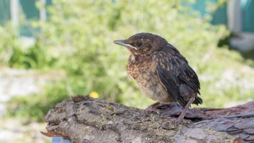 Eine junge Amsel hat sich aus dem Nest gewagt. Sie braucht keine Hilfe.