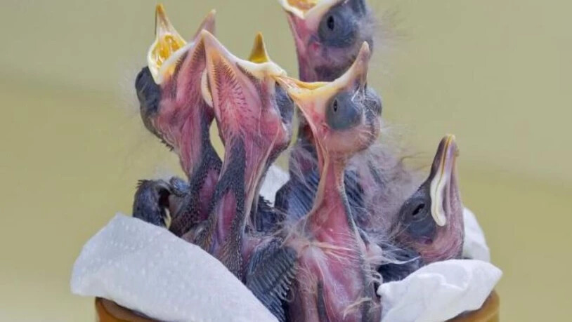 Die noch unbefiederten Amselnestlinge dagegen können nur mit Hilfe einer Pflegestation überleben.