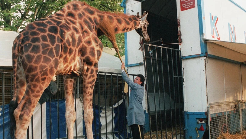 Eine Giraffe wird von einem Wärter in den Zirkuswagen gebracht. Schweizer Tierschutzorganisationen fordern ein Verbot von Wildtieren in Schweizer Zirkussen. (Archivbild)