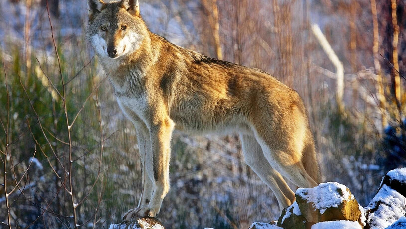 Der Wolf gab an der Klostersee Gemeinderatssitzung einiges zu diskutieren.