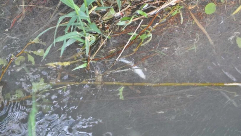 Bauchoben schwimmt ein toter Fisch im Schluchtbach in Derendingen.