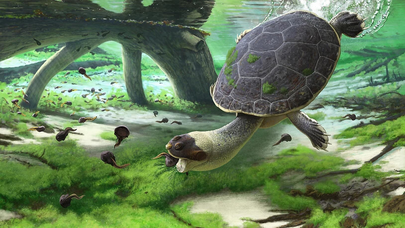 Eine künstlerische Nachbildung der "schnellköpfigen Frosch-Schildkröte" bei ihrer Saug-Schnapp-Jagd auf Kaulquappen. (Pressebild)