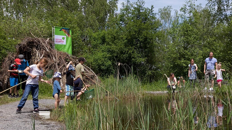 Mehrere zehntausend Naturbegeisterte, hier im Neeracherried ZH, haben während zehn Tagen an den Aktivitäten des Festivals der Natur teilgenommen. 
(Archivbild)