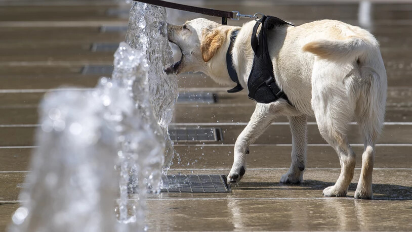 Hundstage in Sicht: Meteoschweiz stellt die Hitzewarnung auf neue Grundlagen. (Archivbild)