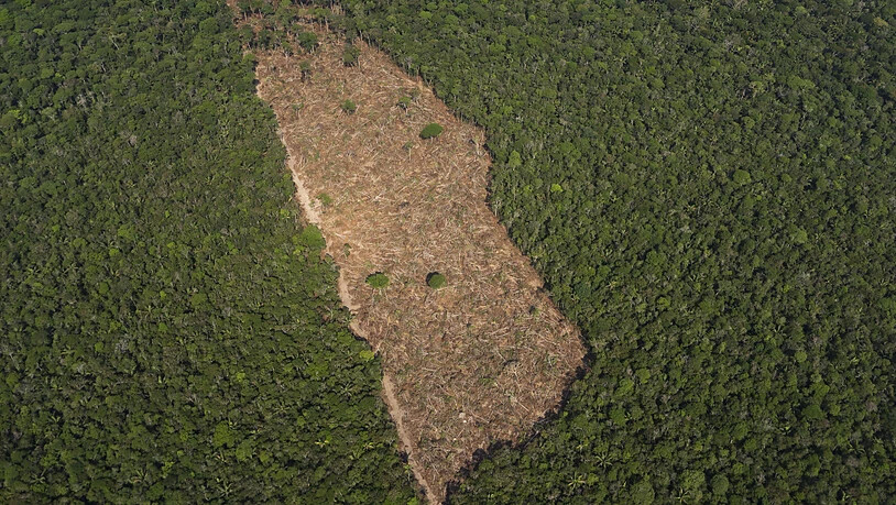 ARCHIV - Blick auf ein abgeholztes Waldstück im Amazonasgebiet. Foto: Victor R. Caivano/AP/dpa