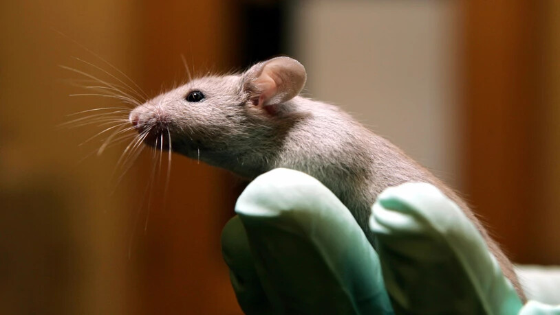 Ergebnisse von Maus-Studien lassen sich nicht leichtfertig auf Menschen übertragen. (Archivbild)