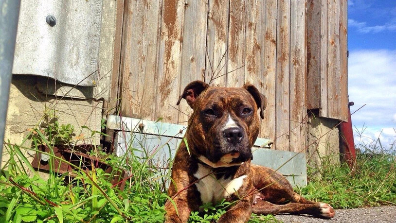 Gesellschaft: Auch Hundeimporte in die Schweiz haben pandemiebedingt zugenommen.