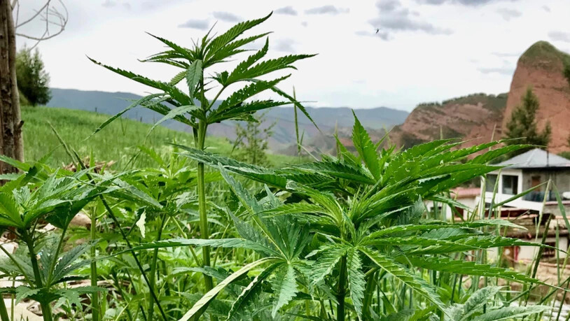 Cannabis-Pflanzen in der zentralchinesischen Provinz Qinghai: Eine Studie weist darauf hin, dass Cannabis seinen Ursprung wohl in Ostchina hat. (Handout Science Advances)